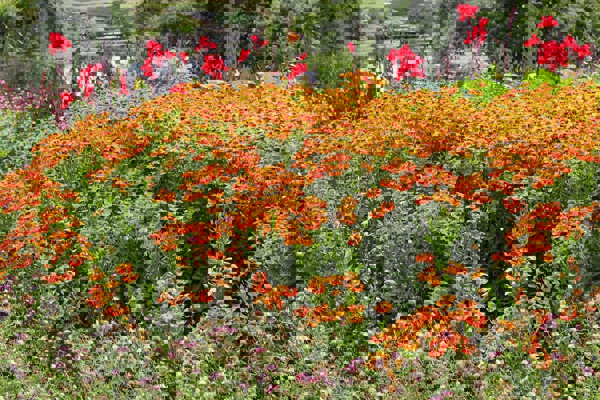 Helenium Waldstrand Copper (2).jpg